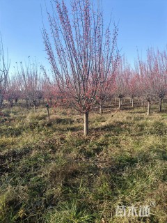 12公分垂丝海棠