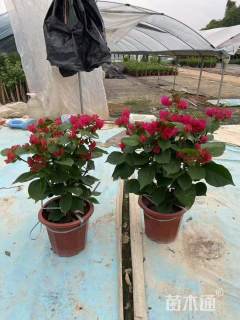 高度40厘米潮州红三角梅