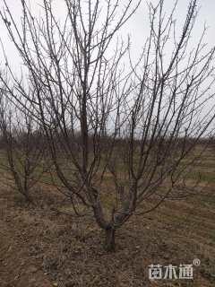 15公分杏树