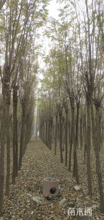 6公分嫁接香花槐