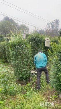 高度180厘米金禾女贞柱