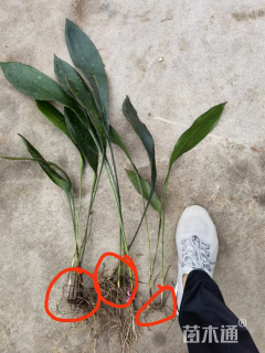 高度40厘米一叶兰