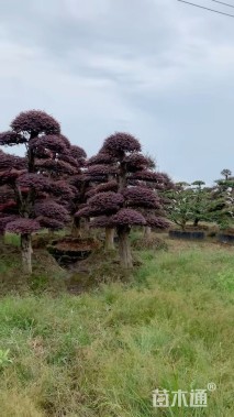 20公分造型红花继木桩