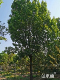 18公分白蜡