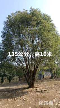 100公分丛生香樟