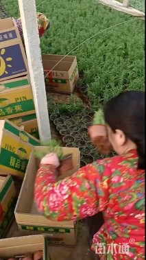 高度30厘米匍匐迷迭香