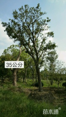 20公分朴树