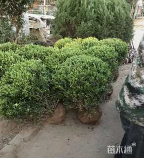 冠幅80厘米瓜子黄杨球