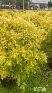 高度20厘米黄金榕