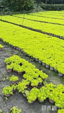 高度15厘米佛甲草