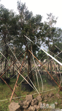 10公分黄花风铃木