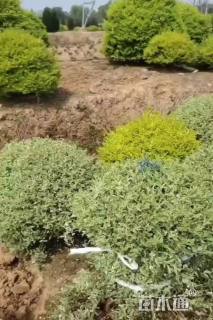 冠幅100厘米银姬小蜡球