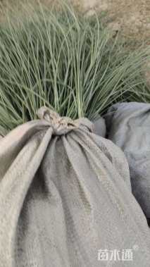 高度30厘米细叶芒