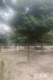20公分浙江樟