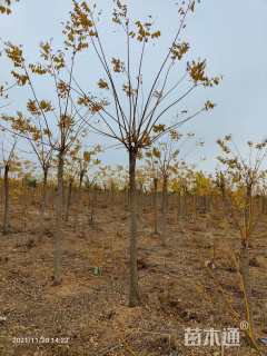 6公分高杆金枝槐