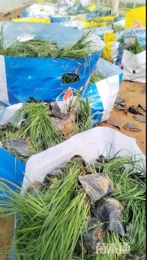 高度10厘米青绿苔草