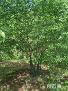 4公分(4杆)丛生朴树