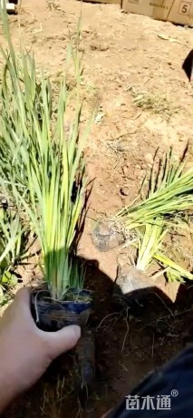 高度30厘米马莲