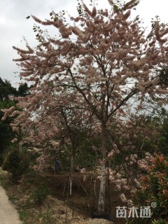 22公分花旗木