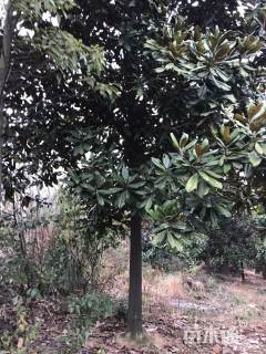 12公分广玉兰
