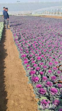 高度20厘米羽衣甘蓝