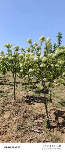 高度300厘米中华木绣球