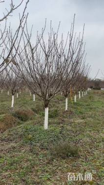 10公分日本晚樱