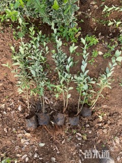 高度45厘米金边黄杨