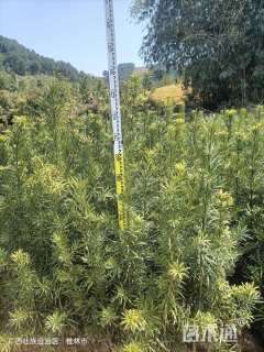 高度100厘米罗汉松小苗