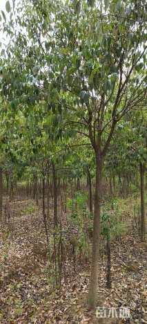 16公分高杆女贞