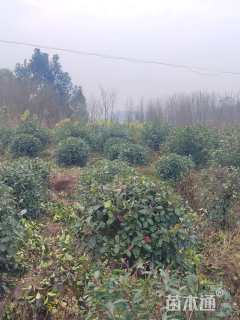 冠幅80厘米红叶石楠球