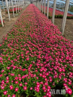 高度15厘米长春花