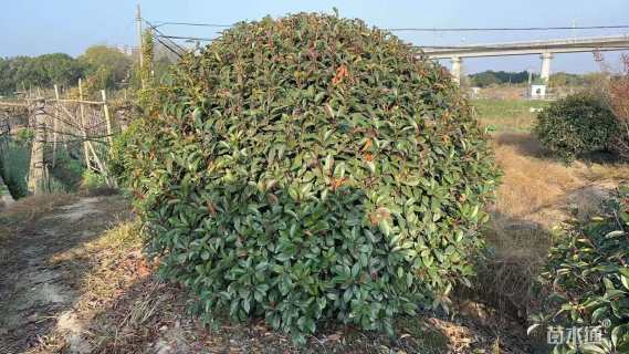 冠幅200厘米红叶石楠球