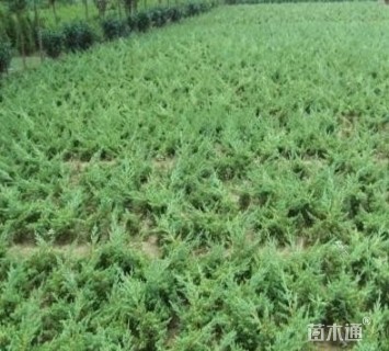 高度10厘米铺地柏