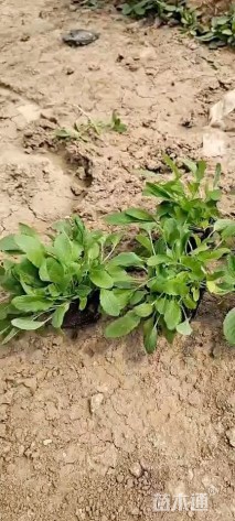 高度8厘米鼠尾草