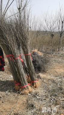 高度50厘米朴树小苗