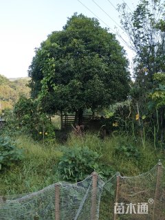 20公分桂花
