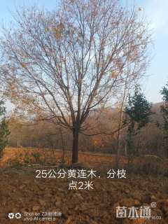 25公分黄连木