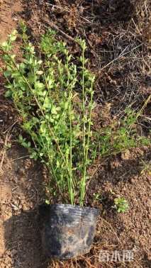 高度80厘米迎春花