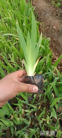 高度30厘米蓝花鸢尾