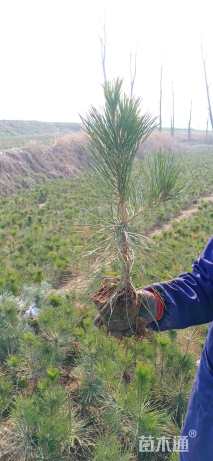 高度60厘米黑松小苗
