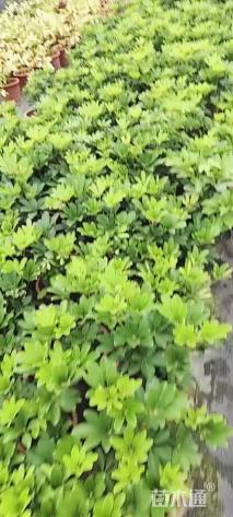 高度30厘米鸭脚木