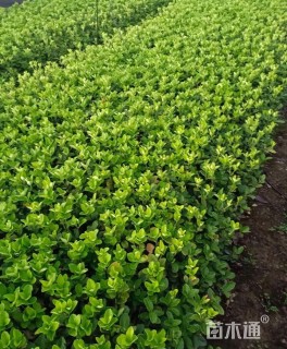 高度30厘米大叶黄杨