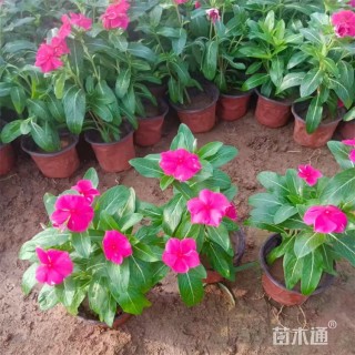 高度28厘米长春花