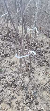 高度150厘米丛生黄栌