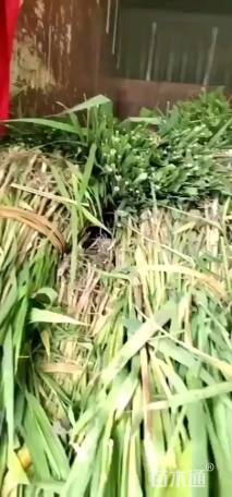 高度30厘米金叶苔草
