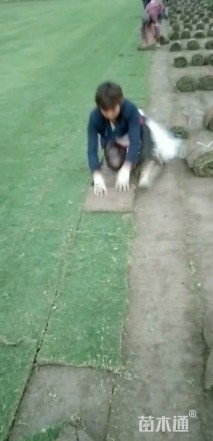 草卷状百慕大草