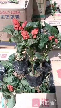 高度15厘米一串红