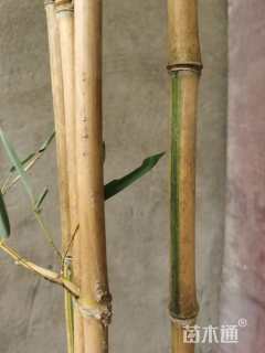 地栽苗金镶玉竹