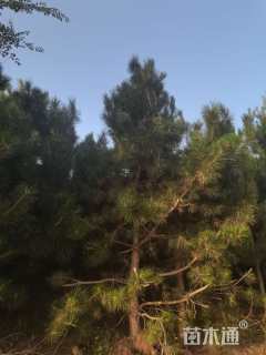 高度380厘米油松